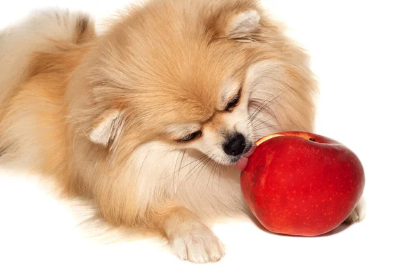 Spitz Pomeranian Feliz Comendo Maçã Fruta Fundo Branco Close Alimentos — Fotografia de Stock