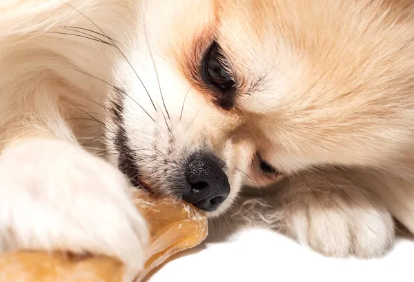 Pomeranya tükürüğü bir kodamanı kemirir. Köpek maması. Evcil hayvan