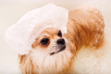 Pomeranya 'lı yıkanır ve duş alır. Köpek banyoda şapkayla yıkanıyor.