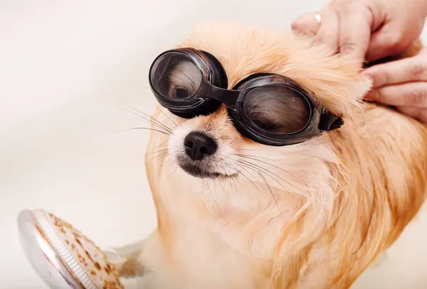 Pomeranya Yıkanır Duş Alır Köpek Banyoda Gözlüklerle Yıkanıyor — Stok fotoğraf