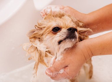 Pomeranian duş alır ve elini yüzünü yıkar. Spitz suyun basıncı altında itaatkar bir şekilde duruyor. Köpek yıkandı.