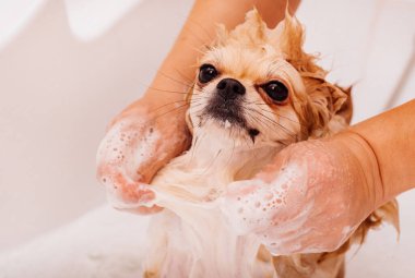 Pomeranian duş alır ve elini yüzünü yıkar. Spitz suyun basıncı altında itaatkar bir şekilde duruyor. Köpek yıkandı.