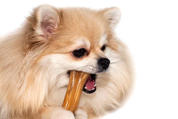Pomeranya tükürüğü bir kodamanı kemirir. Köpek maması. Evcil hayvan