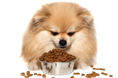 Pomeranya tükürüğü izole edildi. Köpek bir kaseden kuru yiyecek yer. Köpek maması.