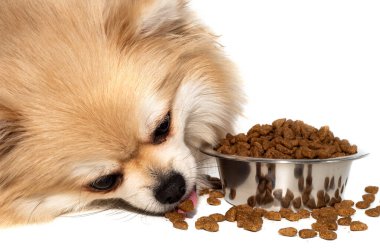 Pomeranya tükürüğü izole edildi. Köpek bir kaseden kuru yiyecek yer. Köpek maması.