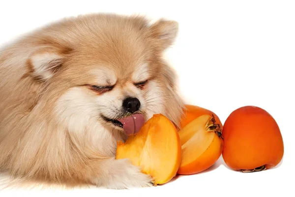 Spitz Pomeraniano Come Fruta Sobre Fondo Blanco Perro Comiendo Caqui — Foto de Stock