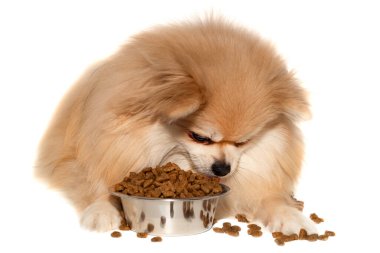 Bir köpek köpek maması yer. Beyaz arka planda Pomeranian. Köpek maması.