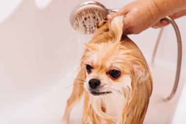 Pomeranian duş alır ve elini yüzünü yıkar. Spitz suyun basıncı altında itaatkar bir şekilde duruyor. Köpek yıkandı.