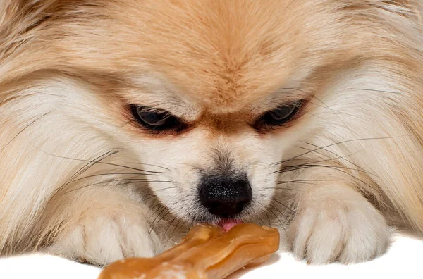 Köpek Bir Kemik Çiğniyor Pomeranian Bir Köpek Kemiği Yer Pomeranya — Stok fotoğraf
