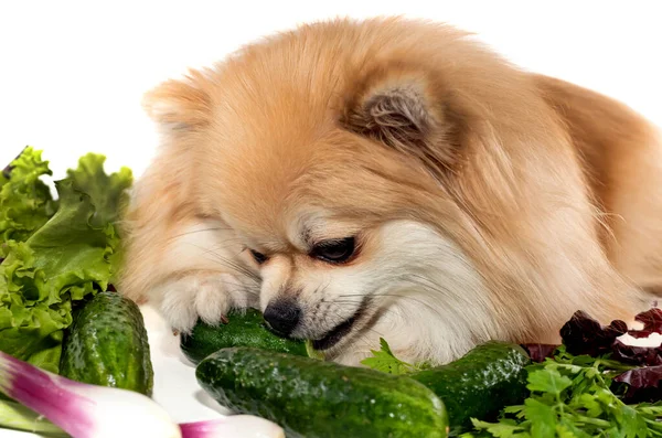 The dog eats vegetables, cucumbers, salad, onions. Pomeranian. Healthy food for dogs and pets. Animal feed