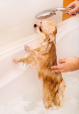 Pomeranian duş alır ve elini yüzünü yıkar. Spitz suyun basıncı altında itaatkar bir şekilde duruyor. Köpek yıkandı.