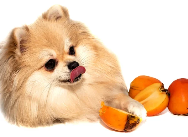 Pomeranian Spitz Eats Fruit White Background Dog Eating Persimmon Isolate — Stockfoto