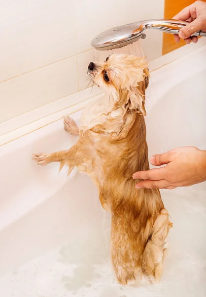 Pomeranian takes a shower and washes up. The spitz stands submissively under the pressure of the water. The dog is bathed