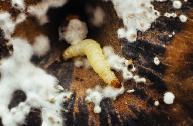 Çürük bir elmadan sürünerek çıkan bir solucan. Meyvelerde küf, mantar ve bakteri