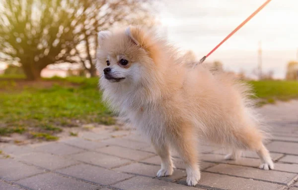 Pomeranian Walk Spitz Leash Park Looks Distance — Stock Photo, Image