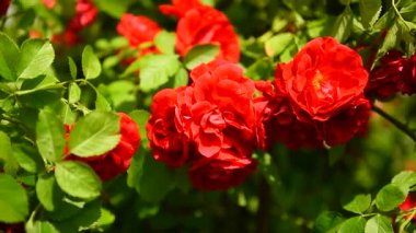 Çiçekler. Yazın güneşli bir havada parkta rüzgarda uçuşan kırmızı güller. Flora.