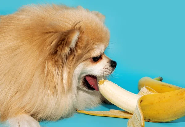 Pomeranian muz yer, mavi arka planda meyve. Sağlıklı köpek maması.