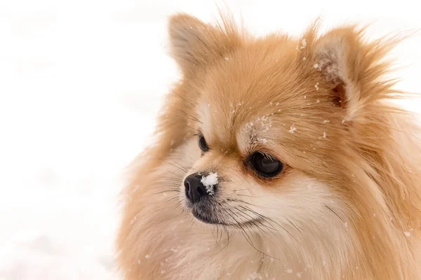 Pomeranian Zimě Sníh Sněhové Vločky Tlamě Psa Mrazivý Zimní Den — Stock fotografie