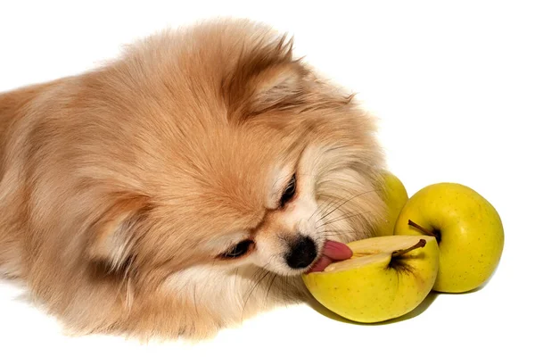 Pomerania Sobre Fondo Blanco Con Manzanas Verdes Perro Con Frutas — Foto de Stock