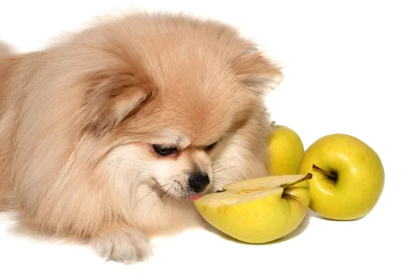 Pomeranian Bílém Pozadí Zelenými Jablky Pes Ovocem Izolovat Krmení Pro — Stock fotografie