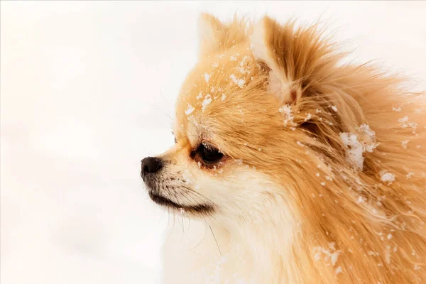 Pomeranian Zimě Sníh Sněhové Vločky Tlamě Psa Mrazivý Zimní Den — Stock fotografie