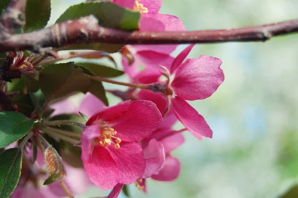 Apple flowers — Stock Photo, Image