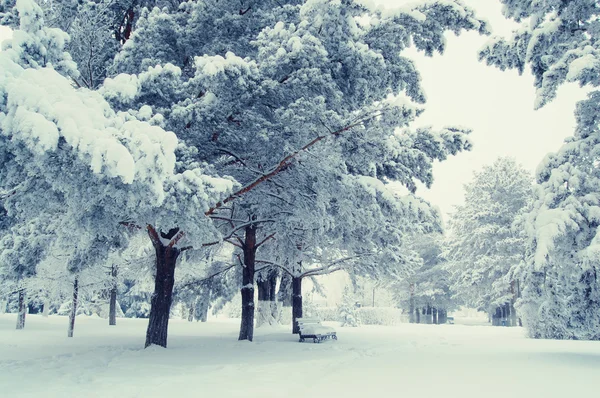 Paisagem maravilhosa inverno — Fotografia de Stock