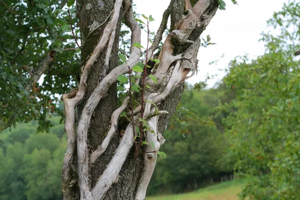 Knotty tree — Stock Photo, Image