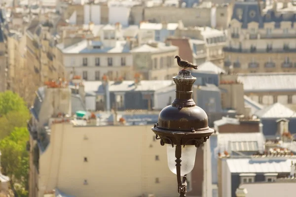 Paris çatıları önünde güvercin — Stok fotoğraf