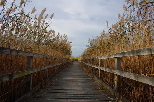 Paseo a través de cañas — Foto de Stock