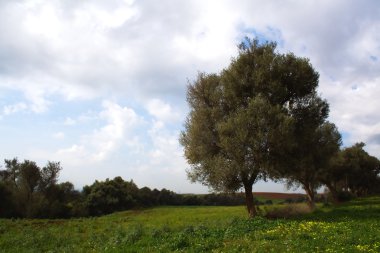 Cezayir alandaki zeytin ağacı