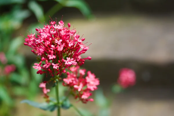 Rode bloem met uit focus achtergrond — Stockfoto