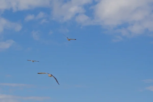 Birds flying over blue sky — Stock Photo, Image