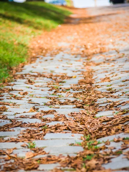Brown autumn leaves on ground — Stock Photo, Image