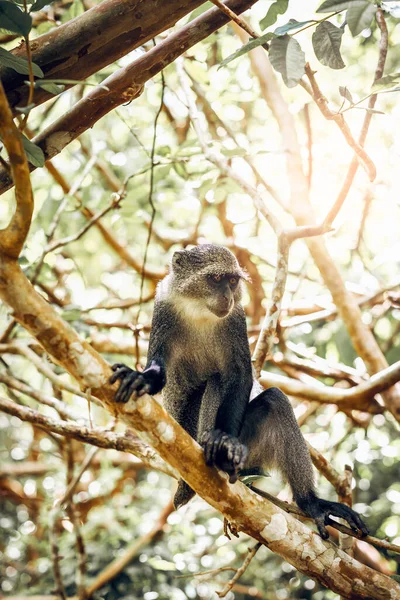 Sykes Samango Weißkehlchen Jozani Forest National Park Sansibar Tansania — Stockfoto