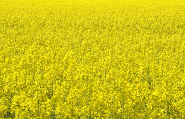 kanola alanı
