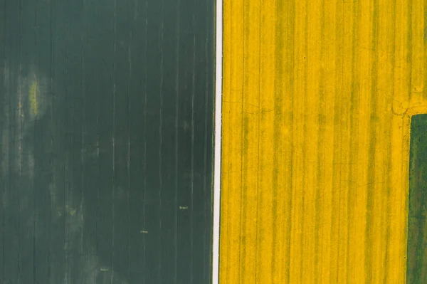 Verbazingwekkend uitzicht op koolzaad en tarwe maïs gescheiden door een weg. — Stockfoto