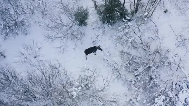 Лось іде у сніговий ліс у пошуках їжі. Повітряний вид — стокове відео