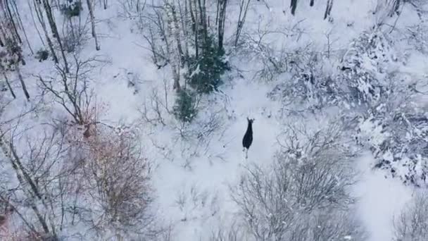 Moose περπάτημα σε περικοπή κάτω από την εναέρια άποψη δασικής περιοχής — Αρχείο Βίντεο