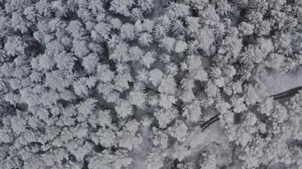 Flygfoto av en frusen skog med snötäckta träd på vintern. — Stockvideo