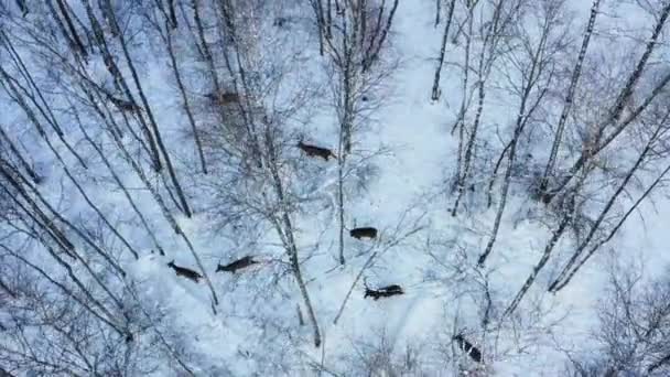 Cervo rosso passeggia nella foresta innevata uno dopo l'altro — Video Stock