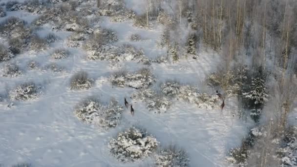 Το Roes Deer τρέχει μέσα από χιονισμένα χωράφια. Ελικόπτερο πετά πάνω από άγρια ζώα. Άγρια ζωή από ψηλά. Εναέρια σαφάρι στην Κεντρική Ευρώπη. — Αρχείο Βίντεο