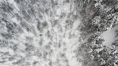 Geyik kışın ormana doğru koşar.