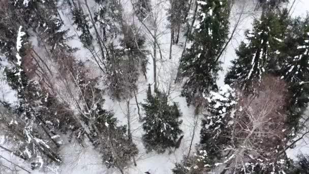 Cervos vermelhos caminham pela floresta em um dia de inverno. Winters Tale. Nevasca severa — Vídeo de Stock