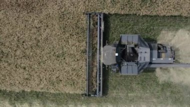 Hava görüntüsü 4k çözünürlüğü. Modern biçerdöver toplayıcıları olgunlaşmış buğday topluyor..
