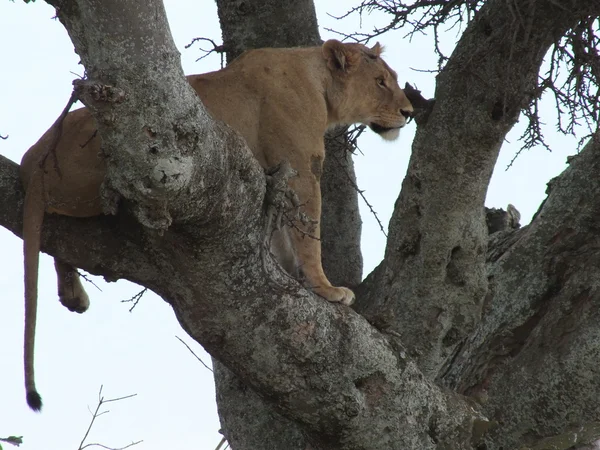 สิงโตบนต้นไม้ — ภาพถ่ายสต็อก