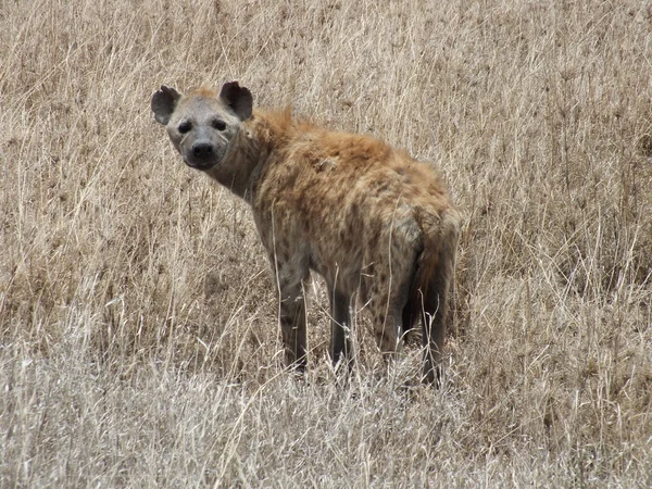 Hyena ในซาวานน่า — ภาพถ่ายสต็อก