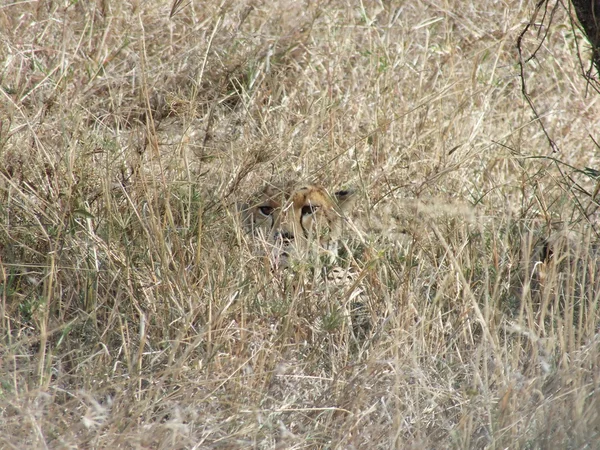 Cheetah de ogen — Stockfoto