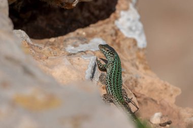 Formentera kertenkelesi, Podarcis pityusensis bir kayanın üzerinde İspanya.