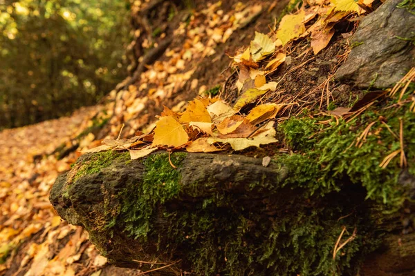 Wanderweg Herbstlichen Landschaften Wald — Stockfoto
